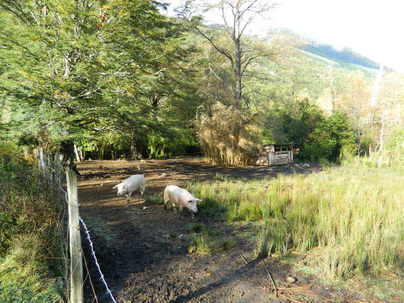 Foto: Pucon - Pucon (Araucanía), Chile