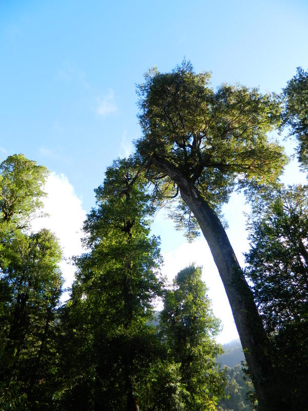 Foto: Pucon - Pucon (Araucanía), Chile