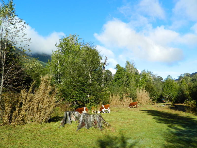 Foto: Pucon - Pucon (Araucanía), Chile