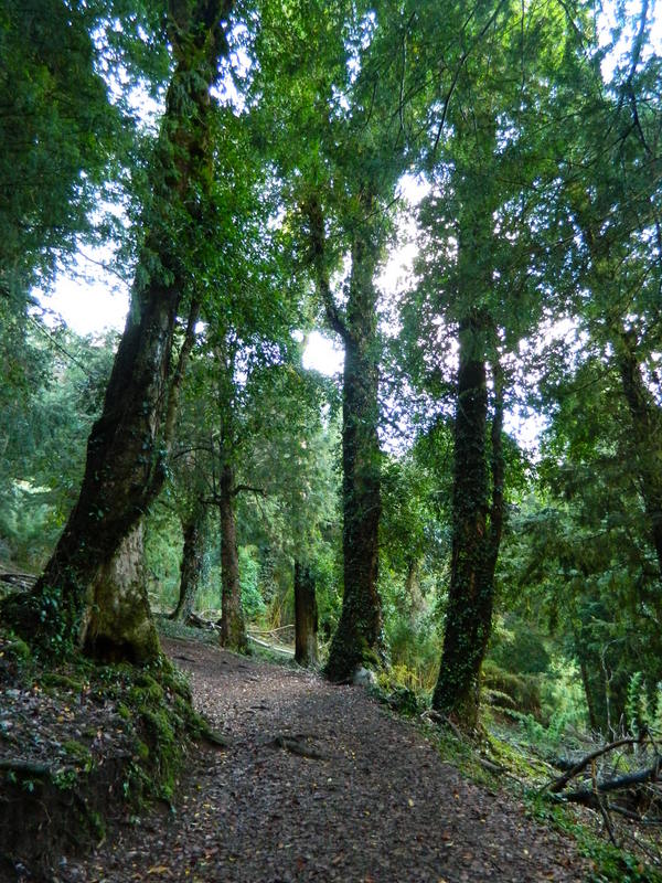 Foto: Pucon - Pucon (Araucanía), Chile