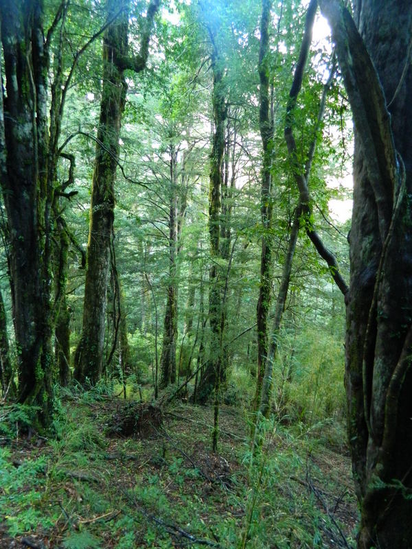 Foto: Pucon - Pucon (Araucanía), Chile