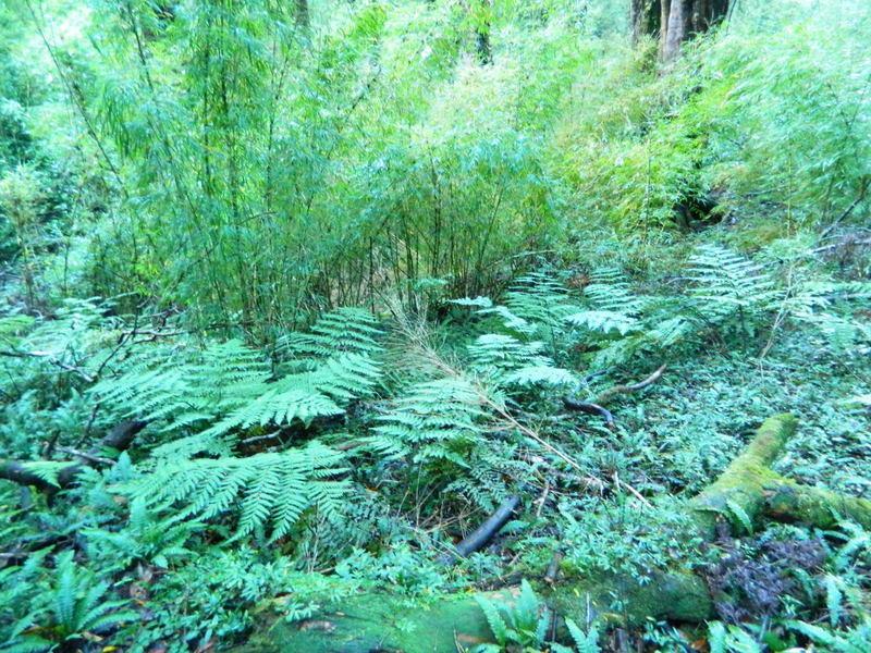 Foto: Pucon - Pucon (Araucanía), Chile