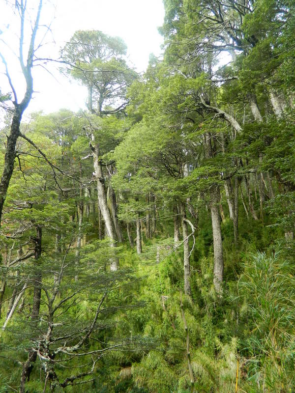 Foto: Pucon - Pucon (Araucanía), Chile