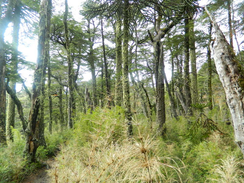 Foto: Pucon - Pucon (Araucanía), Chile