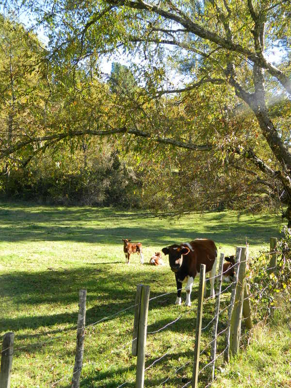 Foto: Pucon - Pucon (Araucanía), Chile