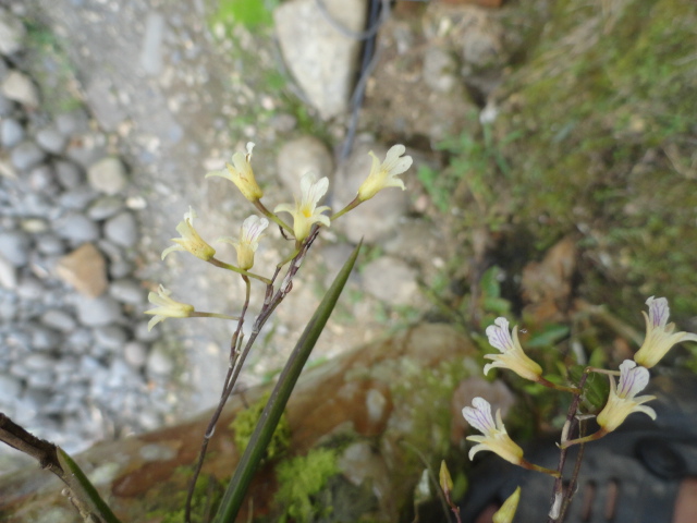 Foto: Orquidea - Shell (Pastaza), Ecuador