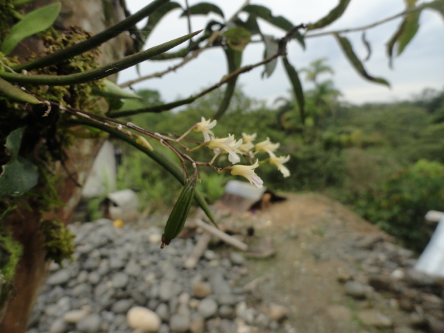 Foto: Orquidea - Shell (Pastaza), Ecuador