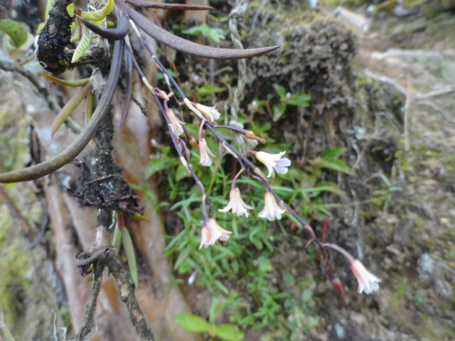 Foto: Orquidea - Shell (Pastaza), Ecuador