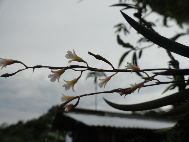 Foto: Orquidea - Shell (Pastaza), Ecuador