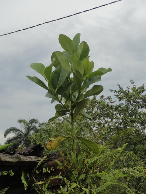 Foto: Planta - Shell (Pastaza), Ecuador