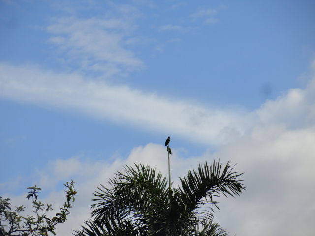 Foto: Loros - Simón Bolívar (Mushullacta) (Pastaza), Ecuador