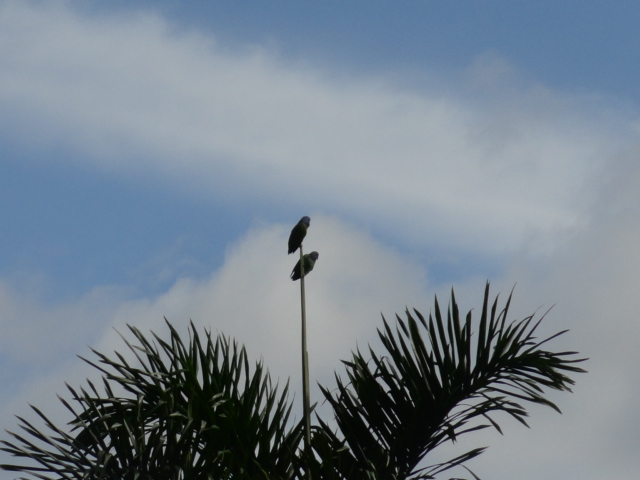 Foto: Loros - Simón Bolívar (Mushullacta) (Pastaza), Ecuador