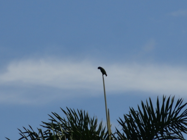 Foto: loros - Simón Bolívar (Mushullacta) (Pastaza), Ecuador