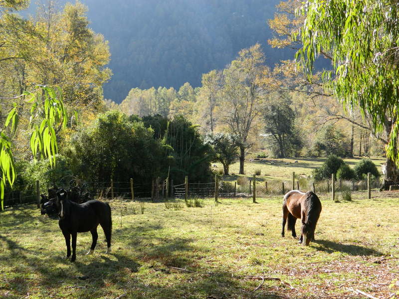 Foto: pucon - Pucon (Araucanía), Chile