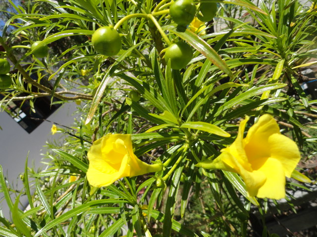 Foto: flor - Ibarra (Imbabura), Ecuador