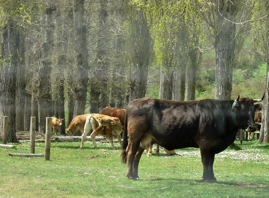 Foto: Animalitos - Neila (Burgos), España