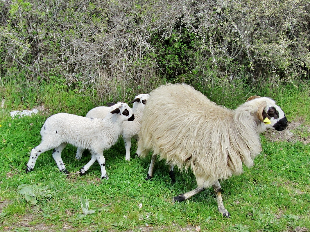 Foto: Familia - Barbadillo de Herreros (Burgos), España