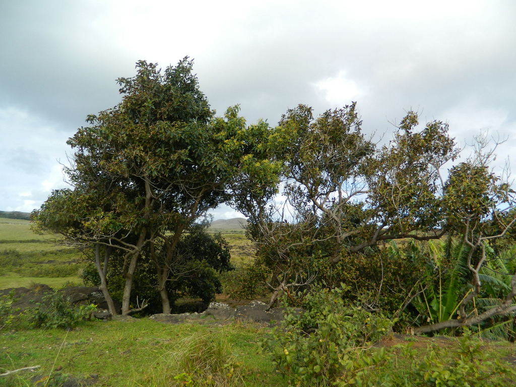 Foto: Isla De Pascua - Hanga Roa (Valparaíso), Chile