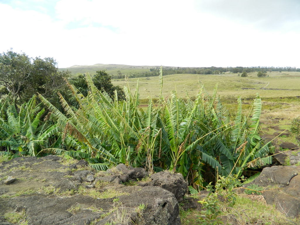 Foto: Isla De Pascua - Hanga Roa (Valparaíso), Chile