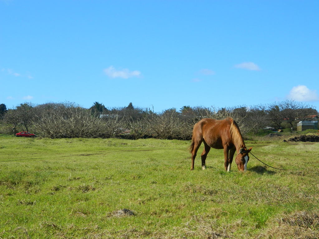 Foto: Isla De Pascua - Hanga Roa (Valparaíso), Chile