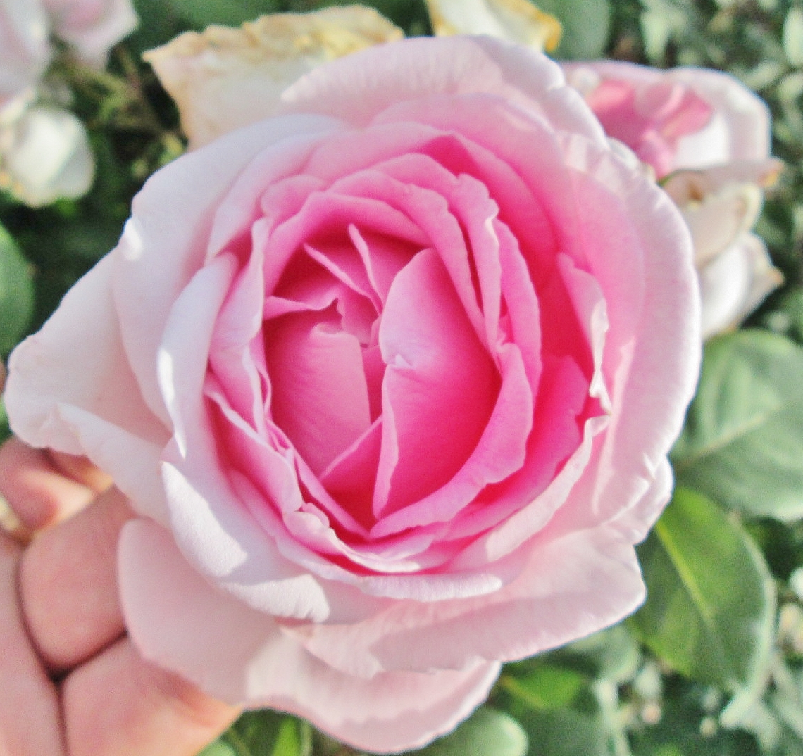 Foto: Concurso de rosas. Parque Cervantes - Barcelona (Cataluña), España