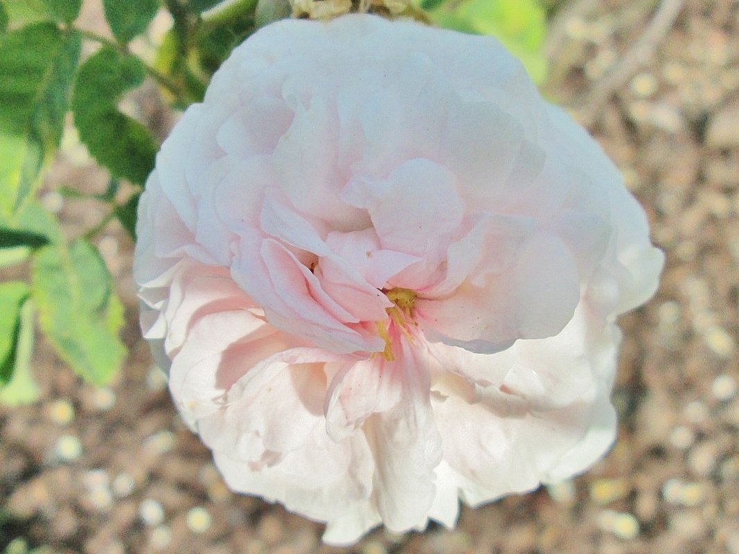 Foto: Concurso de rosas. Parque Cervantes - Barcelona (Cataluña), España