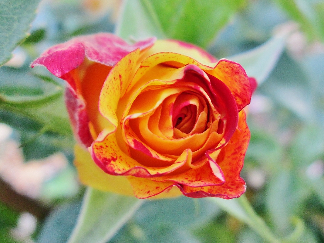 Foto: Concurso de rosas. Parque Cervantes - Barcelona (Cataluña), España