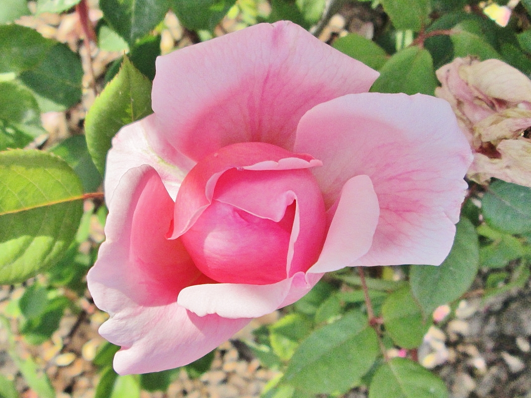 Foto: Concurso de rosas. Parque Cervantes - Barcelona (Cataluña), España