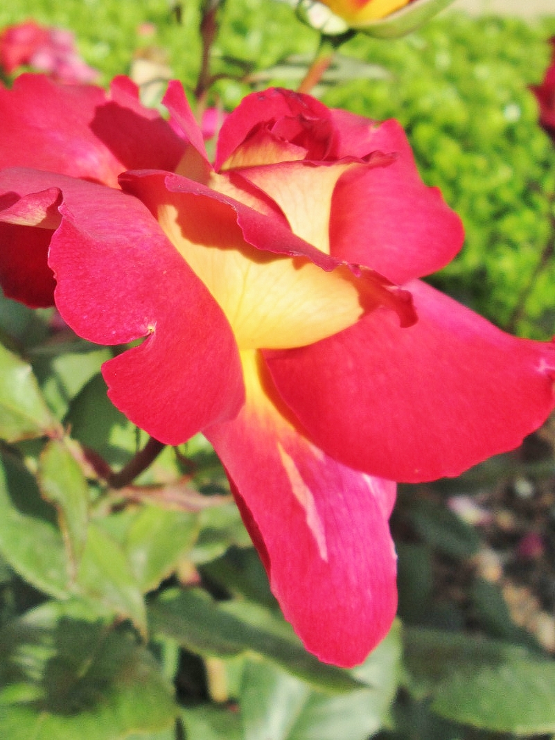 Foto: Concurso de rosas. Parque Cervantes - Barcelona (Cataluña), España