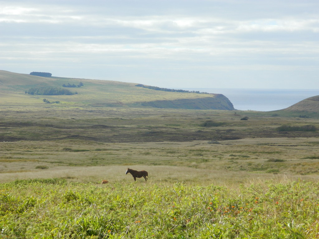 Foto: Isla De Pascua - Hanga Roa (Valparaíso), Chile