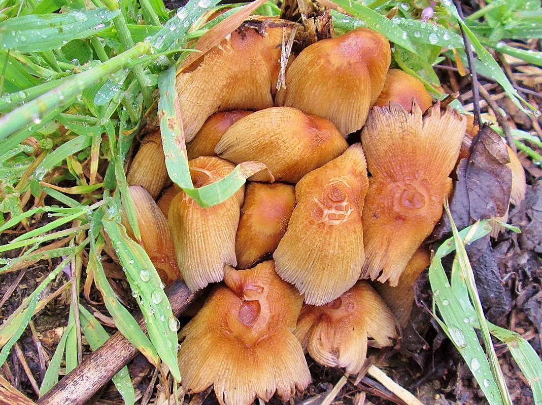 Foto: Setas - Tubilla del Agua (Burgos), España