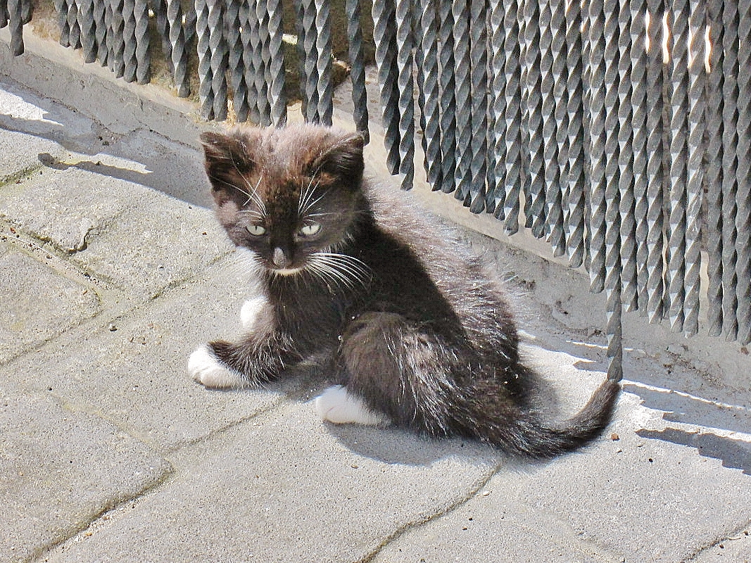 Foto: Gatito - Orbaneja del Castillo (Burgos), España