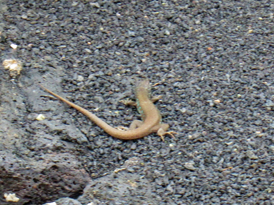 Foto: Bichito - San Bartolomé (Lanzarote) (Las Palmas), España