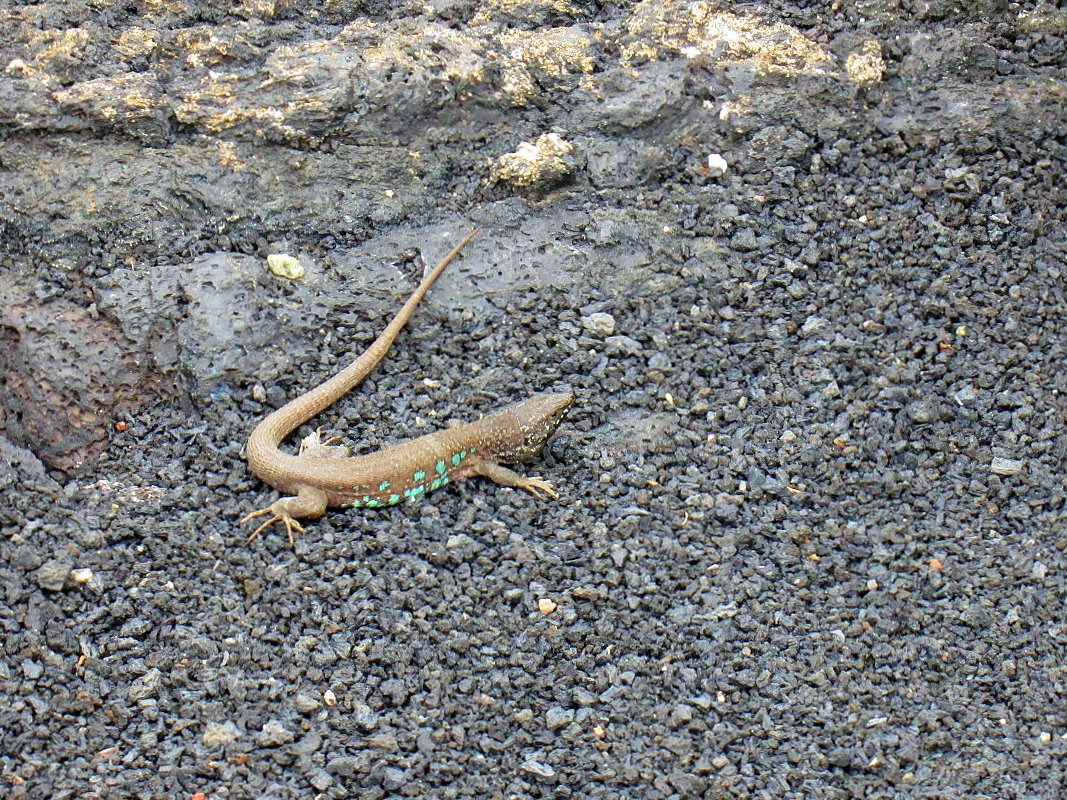 Foto: Bichito - San Bartolomé (Lanzarote) (Las Palmas), España