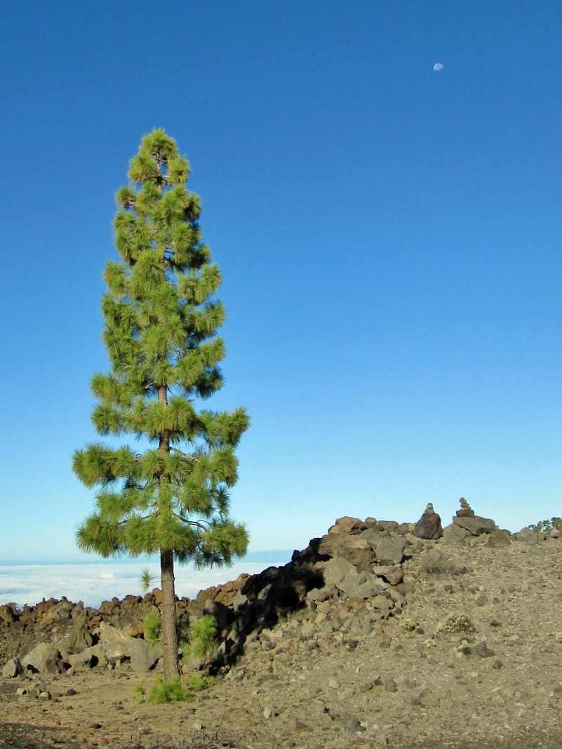 Foto: Las Cañadas del Teide - La Orotava (Santa Cruz de Tenerife), España