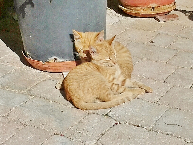 Foto: Gatitos - San Esteban de Gormaz (Soria), España