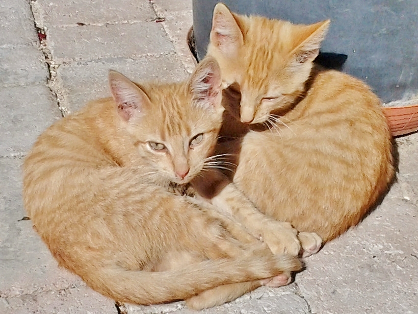 Foto: Gatitos - San Esteban de Gormaz (Soria), España