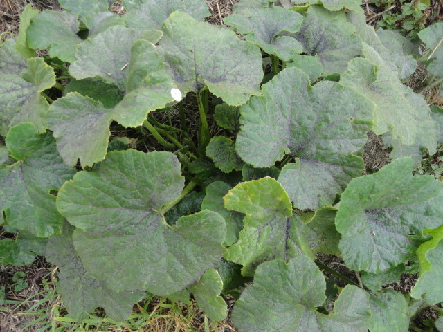 Foto: Hoja - Bayushig (Chimborazo), Ecuador