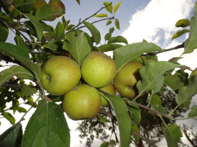 Foto: Manzanas - Bayushig (Chimborazo), Ecuador