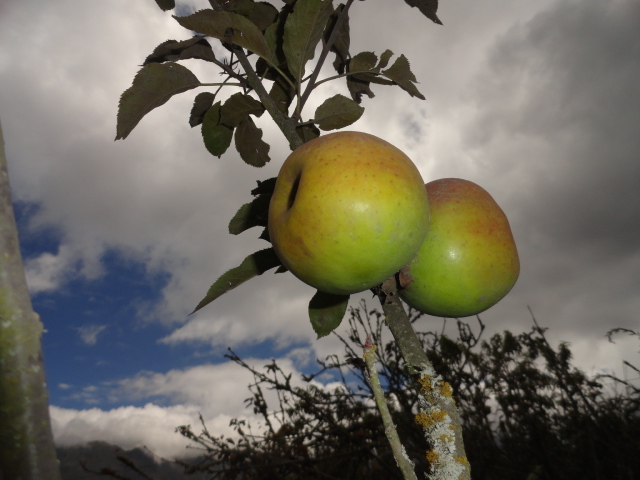 Foto: Manzanas - Bayushig (Chimborazo), Ecuador