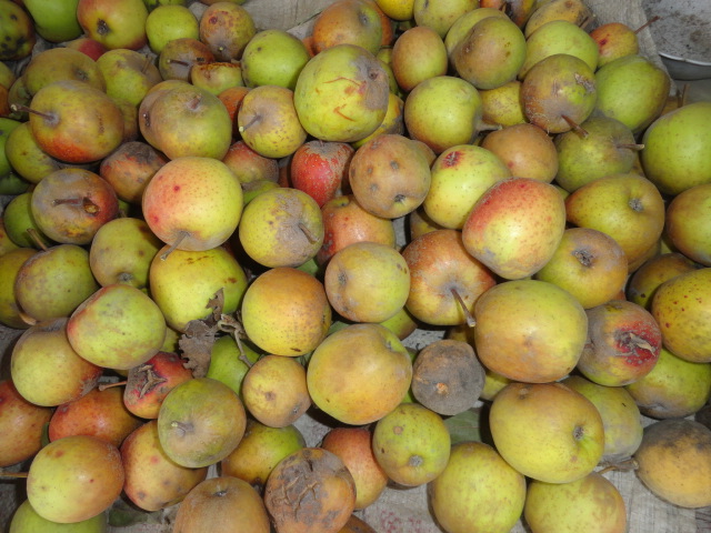 Foto: Manzanas - Bayushig (Chimborazo), Ecuador