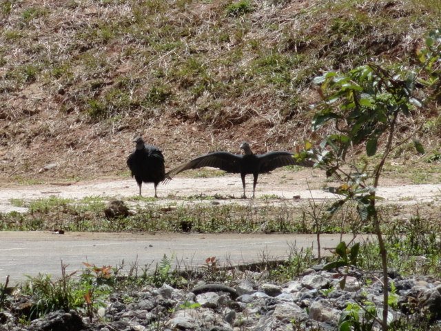 Foto: Aves de rapiña - Simón Bolívar (Mushullacta) (Pastaza), Ecuador