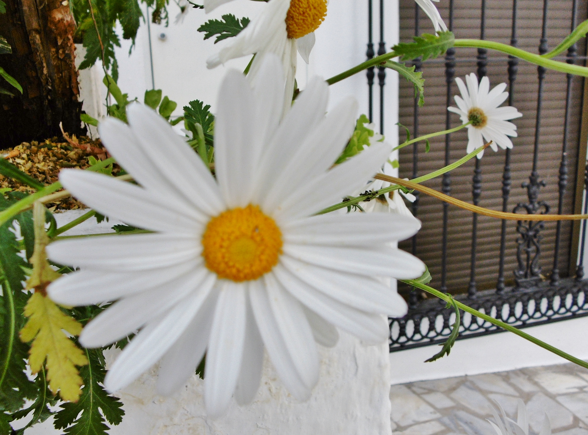 Foto: Un poco de color - Zuheros (Córdoba), España