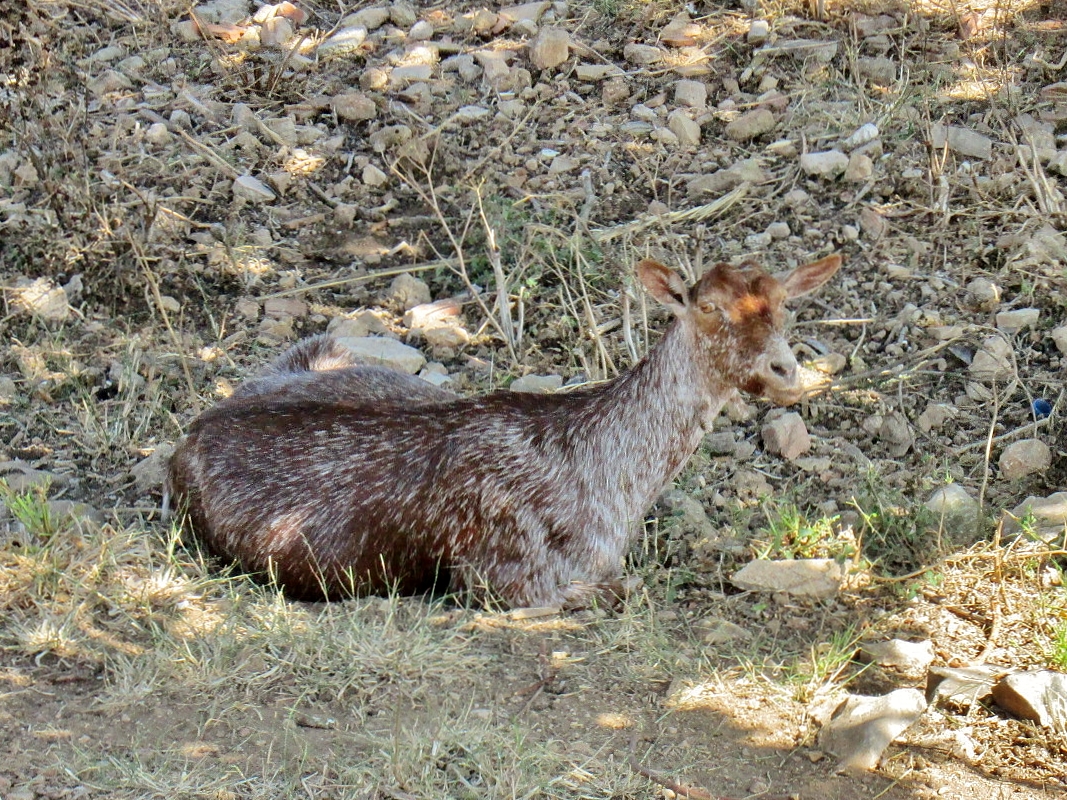 Foto: Fauna en el Santuario de Ntra. Sra. de Gracia - Algaida (Mallorca) (Illes Balears), España