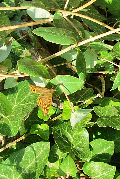 Foto: Mariposa - Escorca (Mallorca) (Illes Balears), España