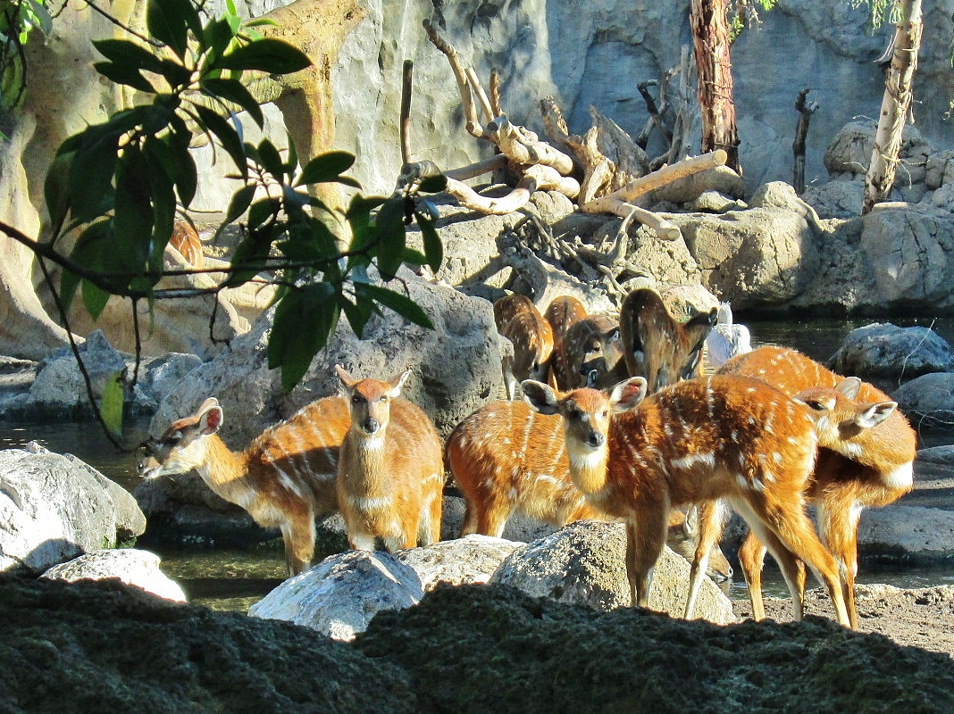 Foto: Bioparc - València (Comunidad Valenciana), España