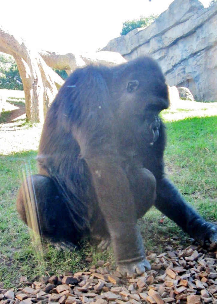 Foto: Bioparc - València (Comunidad Valenciana), España