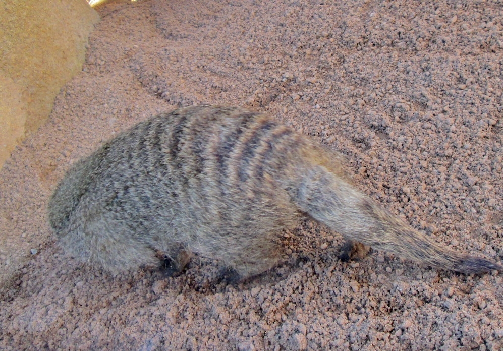 Foto: Bioparc - València (Comunidad Valenciana), España