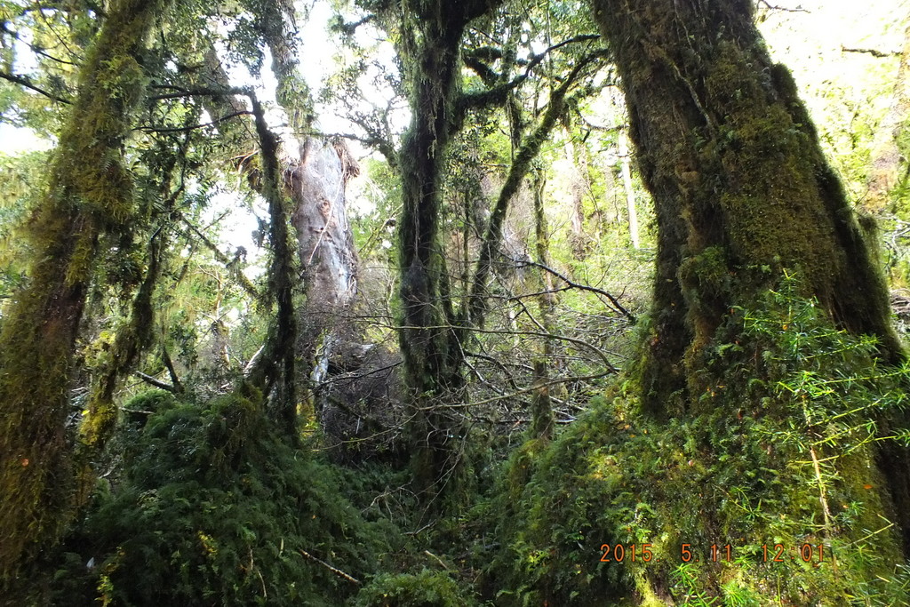 Foto: Carretera Austral - Aysen (Aisén del General Carlos Ibáñez del Campo), Chile