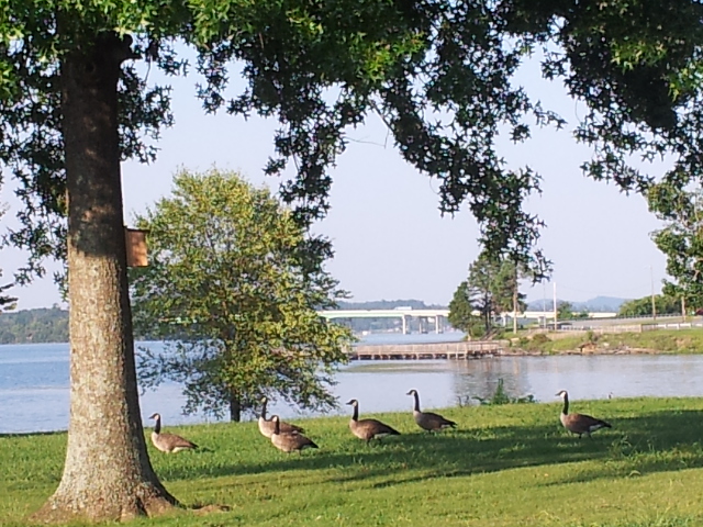 Foto de Guntersville (Alabama), Estados Unidos